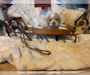 Cocker Spaniel Puppy for sale in CADDO, OK, USA