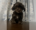 Small #44 Havanese