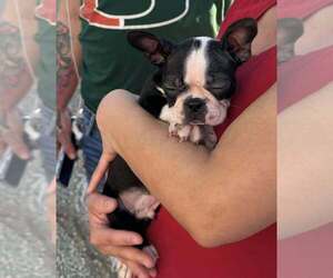 Boston Terrier Dogs for adoption in New York, NY, USA