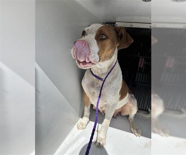 Medium Photo #1 Staffordshire Bull Terrier Puppy For Sale in Houston, TX, USA