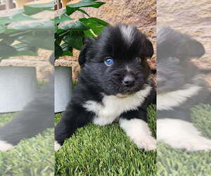 Miniature American Shepherd-Pomeranian Mix Puppy for sale in TUCSON, AZ, USA