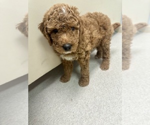 Goldendoodle Puppy for sale in LAKE BUTLER, FL, USA