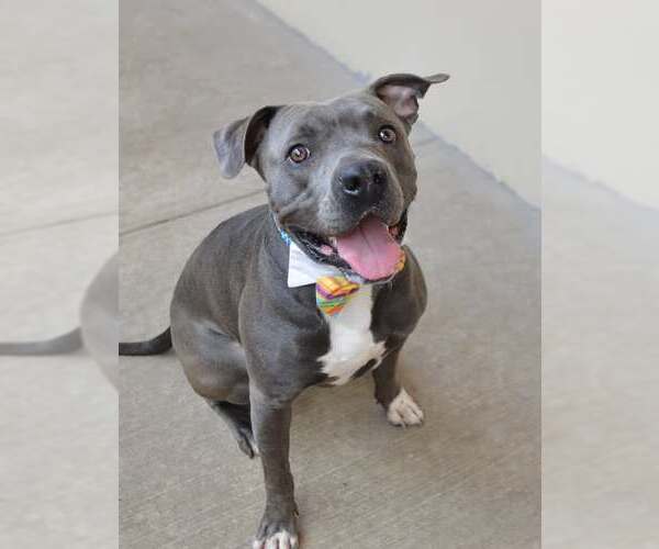 Medium Photo #1 American Pit Bull Terrier-Unknown Mix Puppy For Sale in McKinney, TX, USA
