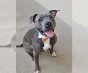 American Pit Bull Terrier-Unknown Mix Dogs for adoption in McKinney, TX, USA