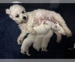 Small Photo #4 Bichon Frise Puppy For Sale in JENSEN, UT, USA