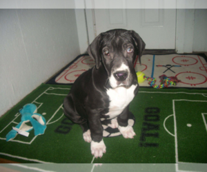 Great Dane Puppy for sale in ADRIAN, MI, USA
