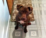 Small #13 American Pit Bull Terrier-Chocolate Labrador retriever Mix