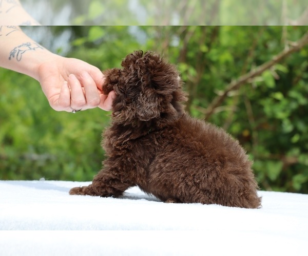 Medium Photo #17 ShihPoo Puppy For Sale in DYERSBURG, TN, USA