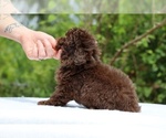 Small #16 ShihPoo