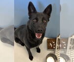 Small #1 Australian Kelpie