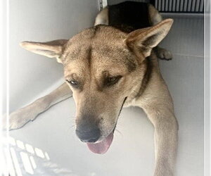 German Shepherd Dog-Unknown Mix Dogs for adoption in Houston, TX, USA