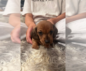 Dachshund Puppy for Sale in SAN DIEGO, California USA