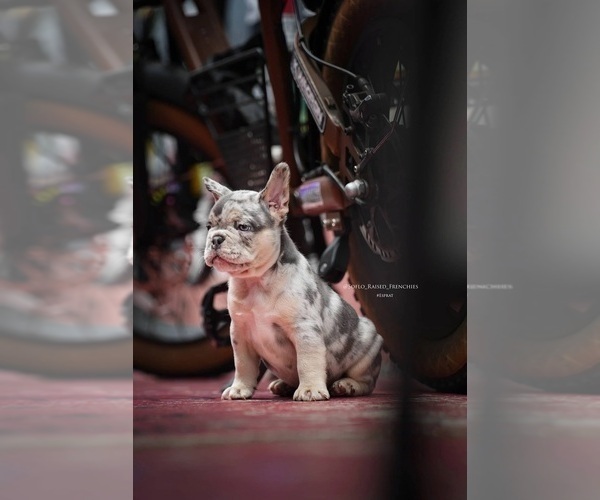 Medium Photo #2 French Bulldog Puppy For Sale in COCOA, FL, USA