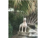 Small Photo #1 Dogo Argentino Puppy For Sale in PICAYUNE, MS, USA