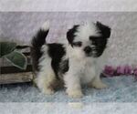 Small #19 Shih Tzu