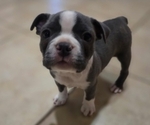 Image preview for Ad Listing. Nickname: Blueberry