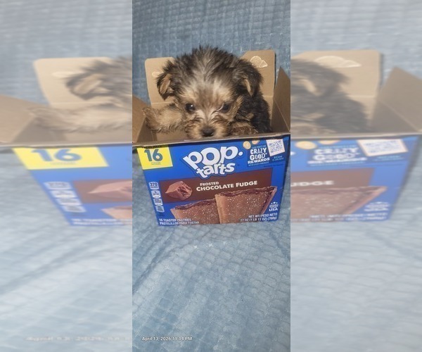 Medium Photo #143 Yorkshire Terrier Puppy For Sale in AKRON, OH, USA