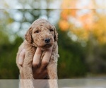 Small Photo #42 Goldendoodle (Miniature) Puppy For Sale in DALLAS, OR, USA