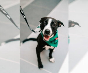 Preston - Male Mutt Dog for Adoption - Photo #6
