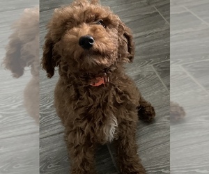 Goldendoodle (Miniature) Puppy for sale in DAVENPORT, FL, USA