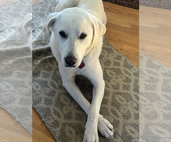 Medium Photo #2 Great Pyrenees Puppy For Sale in Bountiful, UT, USA