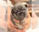 Small #7 French Bulldog