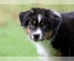 Small #11 Australian Shepherd