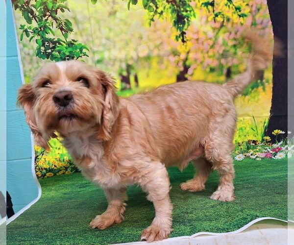 Medium Photo #6 ShiChi Puppy For Sale in Wetumpka, AL, USA