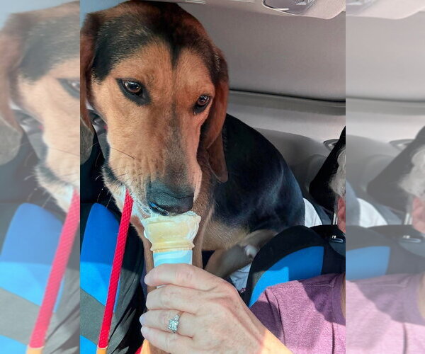 Medium Photo #10 Black and Tan Coonhound-Unknown Mix Puppy For Sale in Evansville, IN, USA