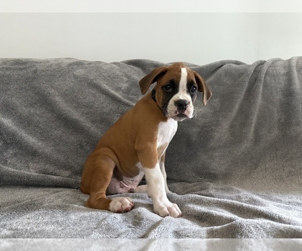 Medium Photo #57 Boxer Puppy For Sale in WEST COLUMBIA, SC, USA