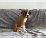 Small Photo #57 Boxer Puppy For Sale in WEST COLUMBIA, SC, USA