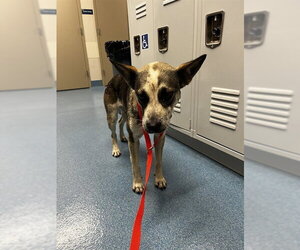 Mutt Dogs for adoption in Pearland, TX, USA