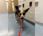 Small Mutt