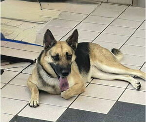 Medium German Shepherd Dog