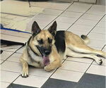 Small German Shepherd Dog