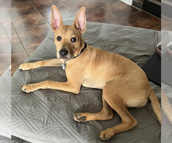 Medium Photo #3 Pharaoh Hound-Unknown Mix Puppy For Sale in Enfield, CT, USA