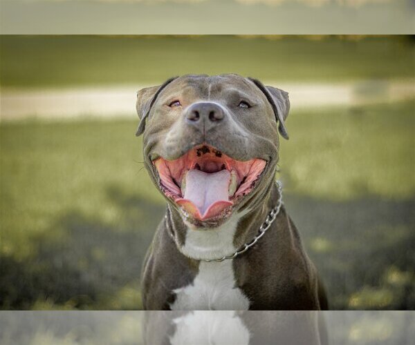 Medium Photo #3 Bulldog-Staffordshire Bull Terrier Mix Puppy For Sale in Chandler, AZ, USA
