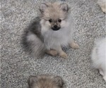 Puppy Teddy Pomeranian
