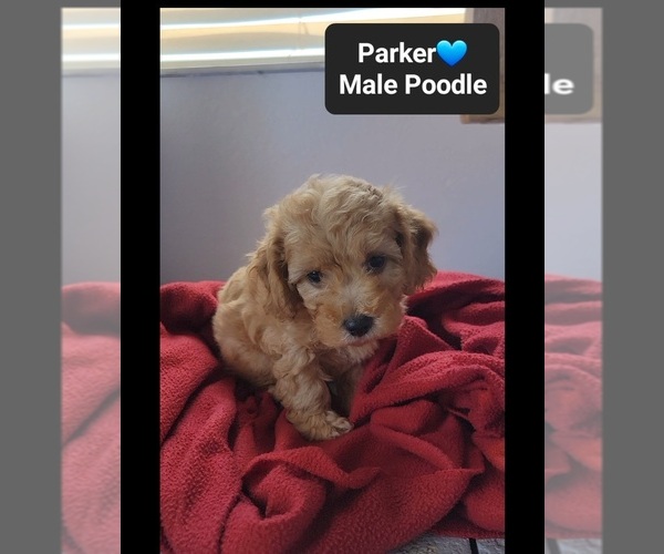 Medium Photo #2 Poodle (Toy) Puppy For Sale in TUCSON, AZ, USA