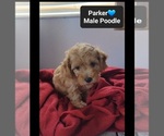 Small #1 Poodle (Toy)