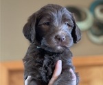 Small Photo #18 Labradoodle Puppy For Sale in PUEBLO, CO, USA