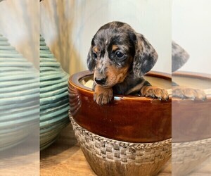 Dachshund Puppy for sale in ROWLEY, MA, USA