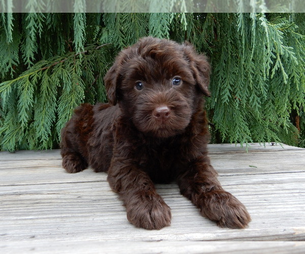 Medium Photo #4 Labradoodle Puppy For Sale in MILLERSBURG, OH, USA