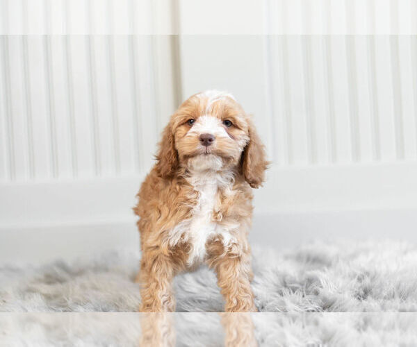 Medium Photo #14 Cockapoo Puppy For Sale in WARSAW, IN, USA