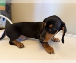 Small Photo #19 Dachshund Puppy For Sale in DOTHAN, AL, USA