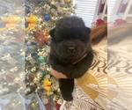 Small Photo #3 Chow Chow Puppy For Sale in MCHENRY, IL, USA