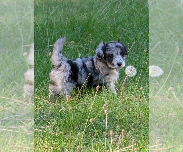 Medium Photo #3 Aussiedoodle Miniature  Puppy For Sale in SPIRIT LAKE, ID, USA