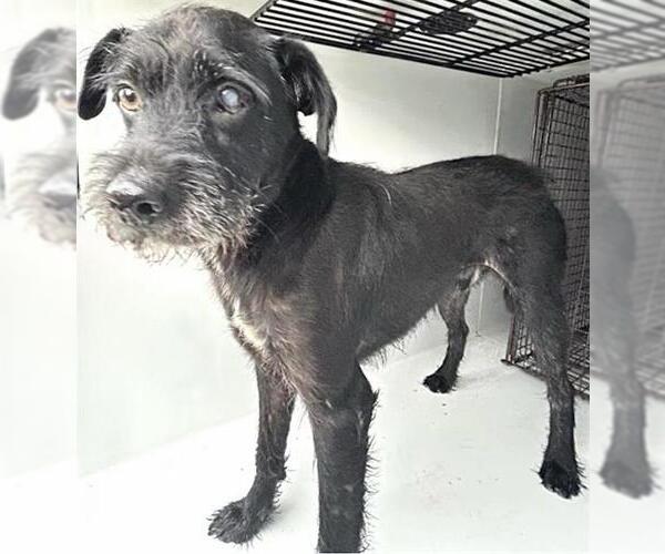 Medium Photo #1 Miniature Schnauzer-Unknown Mix Puppy For Sale in Houston, TX, USA
