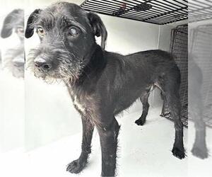 Miniature Schnauzer-Unknown Mix Dogs for adoption in Houston, TX, USA