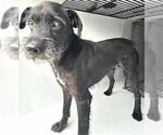 A663019 - Male Miniature Schnauzer-Unknown Mix Dog for Adoption - Small photo